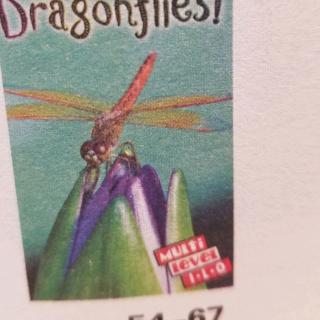 O9 Dragonflies
