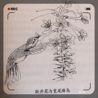 花朵的秘密生命---第七次大灭绝