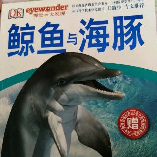 鲸鱼与海豚4