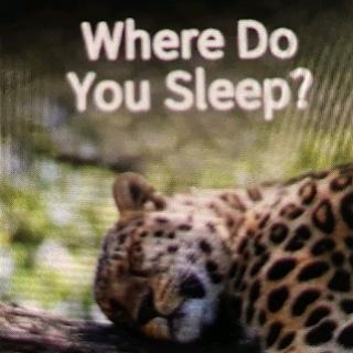 睡前故事-Where Do You Sleep？