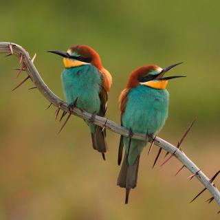 绿色环保歌曲青鸟黄胤然词何琪傲娃曲周敏唱