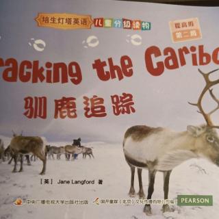 Tracking the Caribou 3