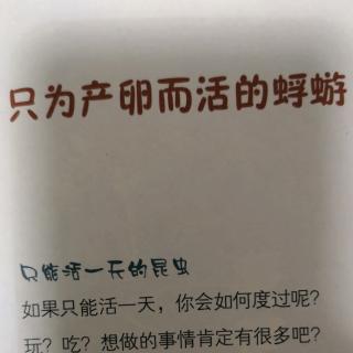 只为产卵而活的蜉蝣