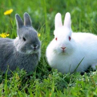 兔子为什么三瓣嘴