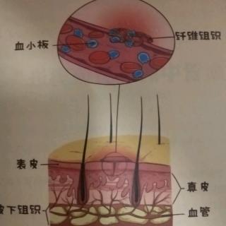 科学知识卡：止血能手血小板