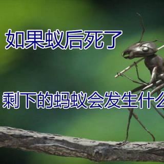 如果蚁后死了，剩下的蚂蚁会发生什么？