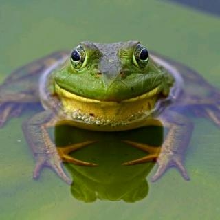 Bullfrog