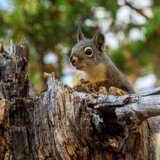 [英文哄睡] Among The Animals of Yosemite