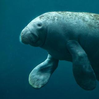 [英文哄睡] Floating with Florida's Manatees