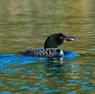 Loon at Northwood Lake