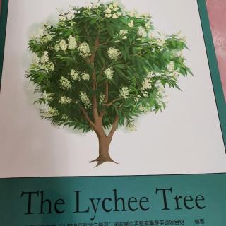 The lychee tree