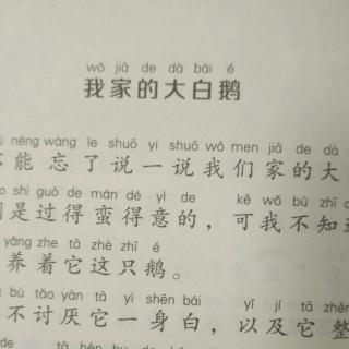 我家的大白鹅