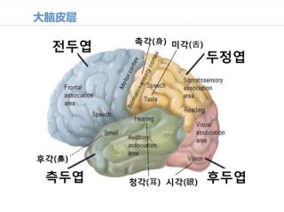 뇌 적기 교육2