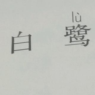 白鹭