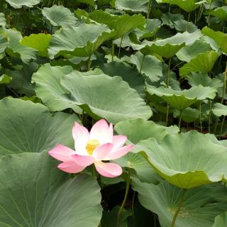 《藕与莼菜》胡琼文