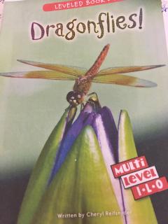 RAZ Dragonflies