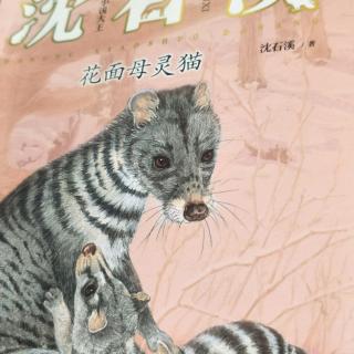 花面母林猫。