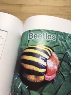 beetles