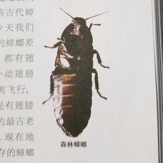现存最古老的昆虫——蟑螂