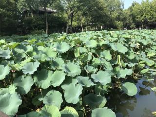 《浪淘沙》（其七）背诵