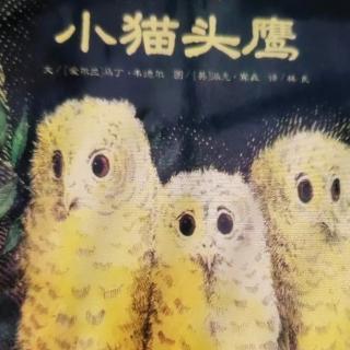 《小猫头鹰》