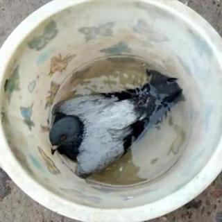 为什么杀鸽子不能放血, 要直接用水淹死？