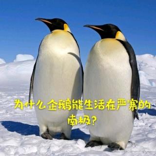 为什么企鹅能生活在严寒的南极