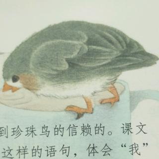 珍珠鸟🐦