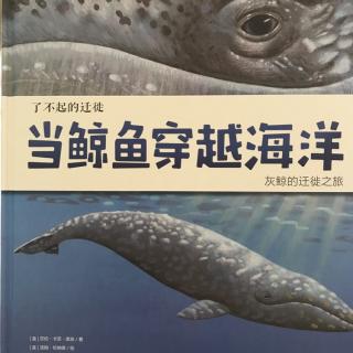 陪平安讲故事1283《当鲸鱼🐳穿越海洋》