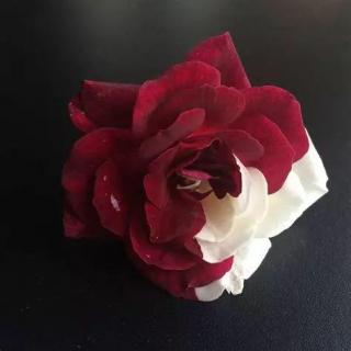 MIX | 《红玫瑰，白玫瑰》（左右双声道混剪）