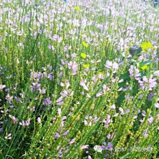 雪花：作别八月，向九月同行（陈爱娟：茉莉芬芳）