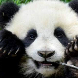 外国想要租借中国大熊猫的代价有多大？有钱也租不到