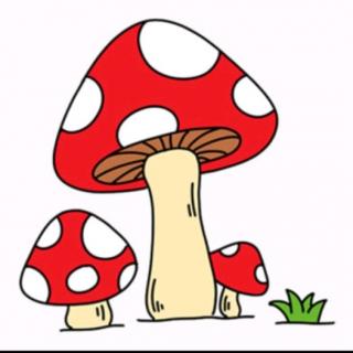 蘑菇🍄雨伞☂