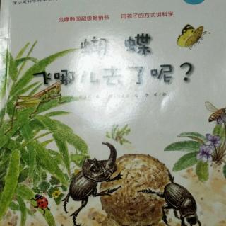 蝴蝶飞哪儿去了呢?