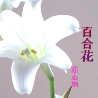 课文朗读:百合花(茹志娟)