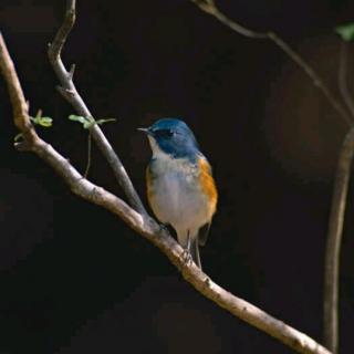 🐦珍珠鸟🐦