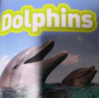 Dophins（5-17）9.10