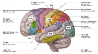 뇌 적기 교육5