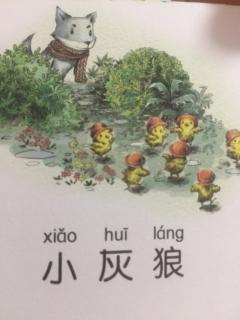 小灰狼