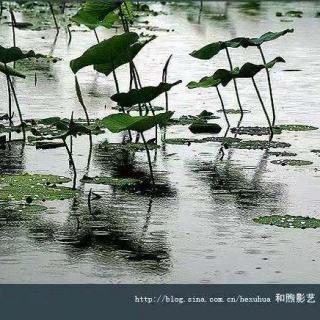 呵，果然下雨了（诵读：青青子衿）