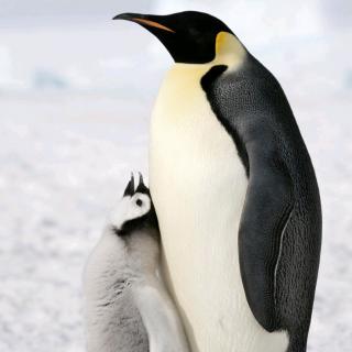 【英语录音】在线收听_晴朗的播客_荔枝