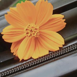 【《春》朗读】在线收听_七