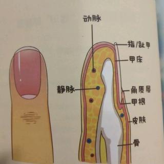 科学知识卡：“盔甲”的秘密