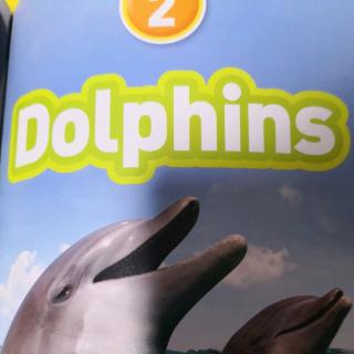 Dolphins（part2）9.14