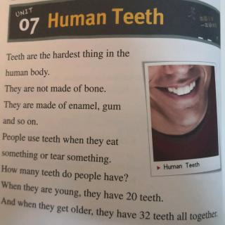 U7 Human Teeth