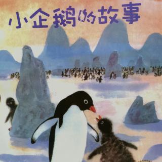 小企鹅的故事【上】