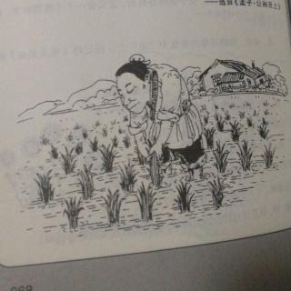 揠苗助长