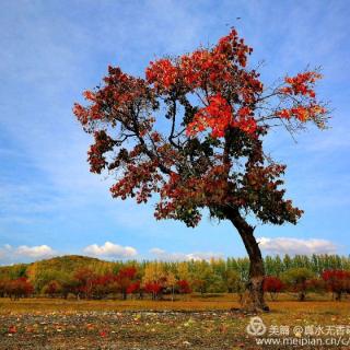 清秋浅语