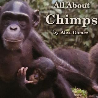 chimps