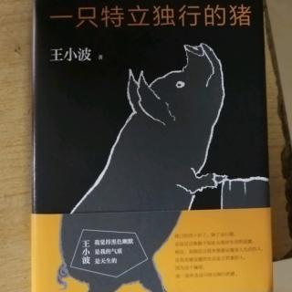 一只特立独行的猪🐷